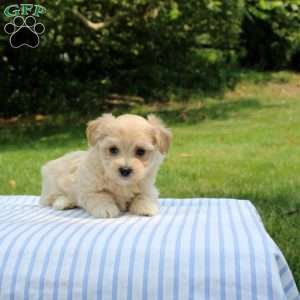 Kinsley, Shih-Poo Puppy